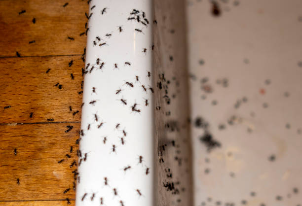 Best Ant Control Services  in Sutter, CA
