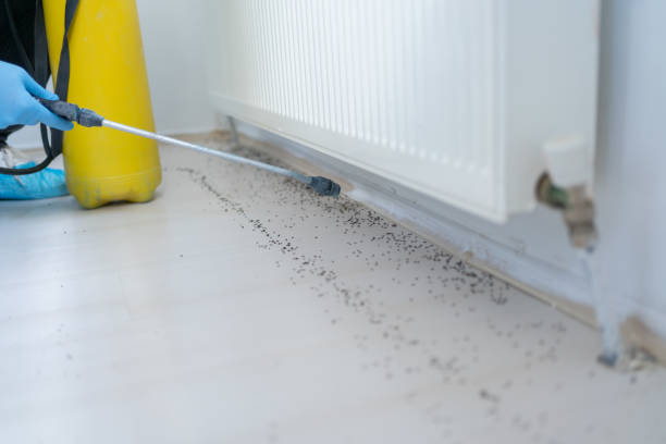 Reliable Sutter, CA Pest Control Solutions